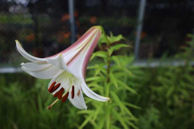 サージェンティアエ 今は