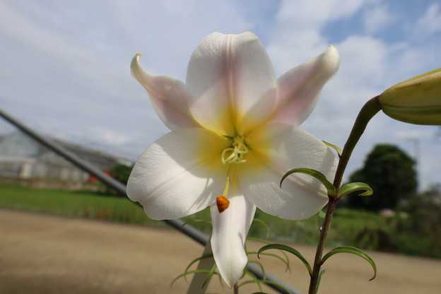 レウカンツムの種