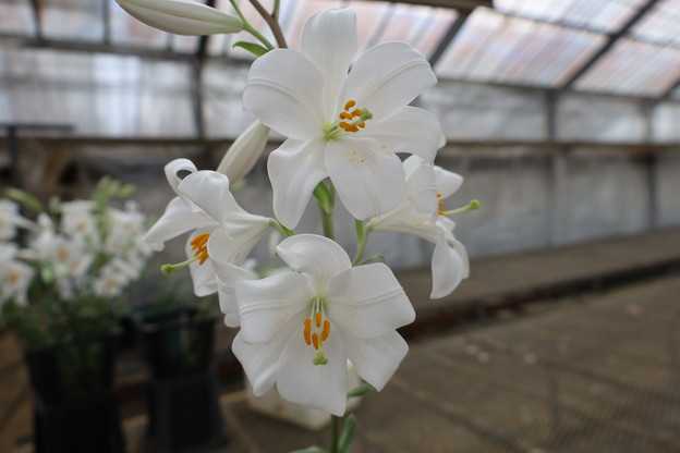 マドンナリリー 種が発芽を始めました。