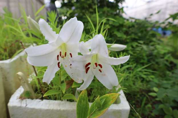 タモトユリ×ヤマユリの球根