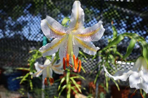 ありがたやまでございます。