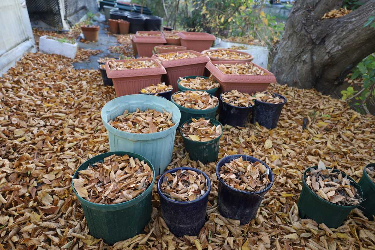 鉢の上に落ちる落ち葉