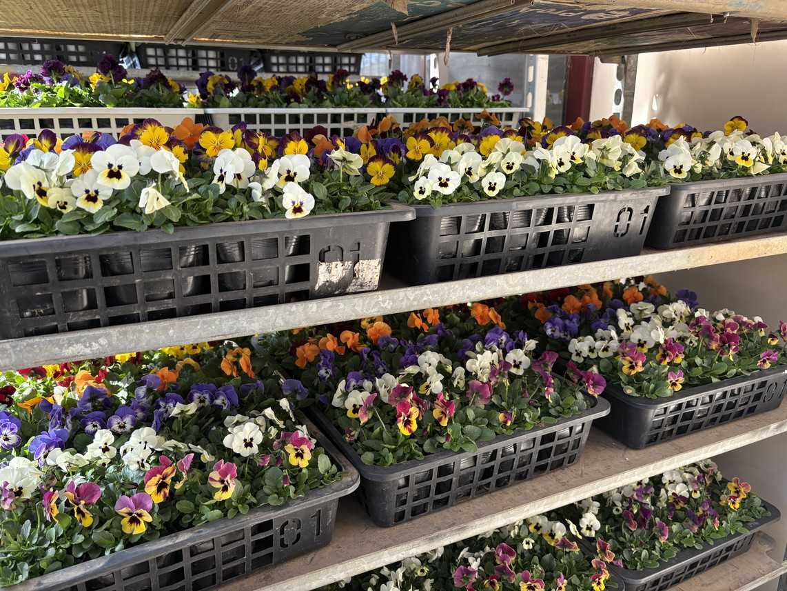 秋冬の出荷はじまっています