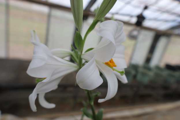 先週からの寒波でマドンナリリーは…