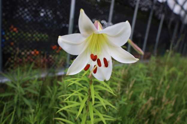 やっと！サージェンティアエの植替えを始めました。