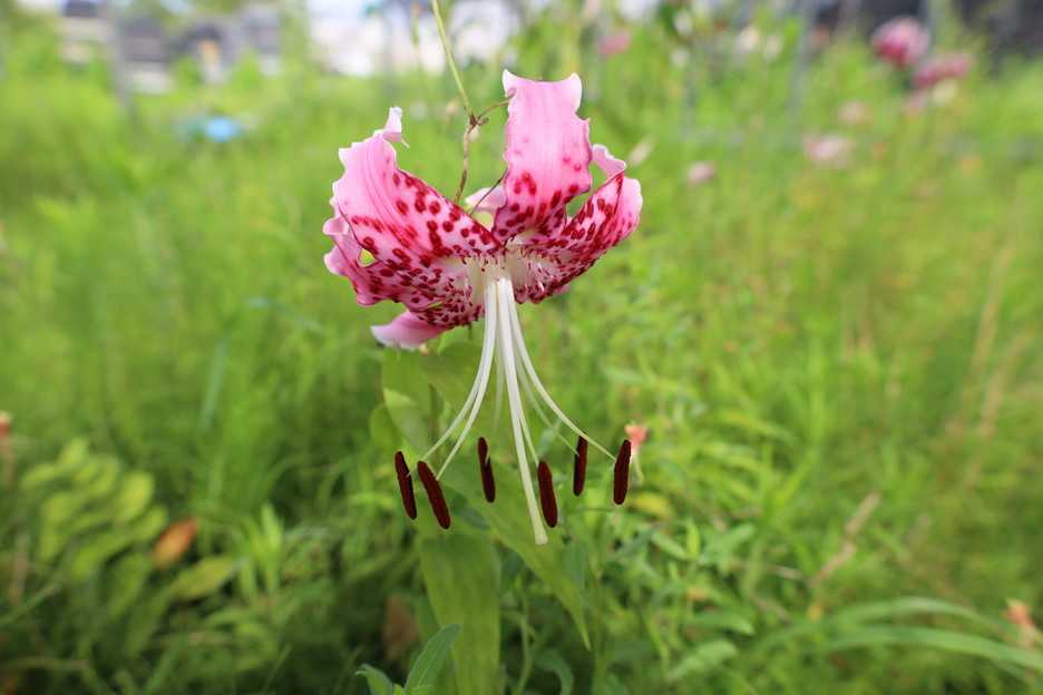 タキユリの植替え