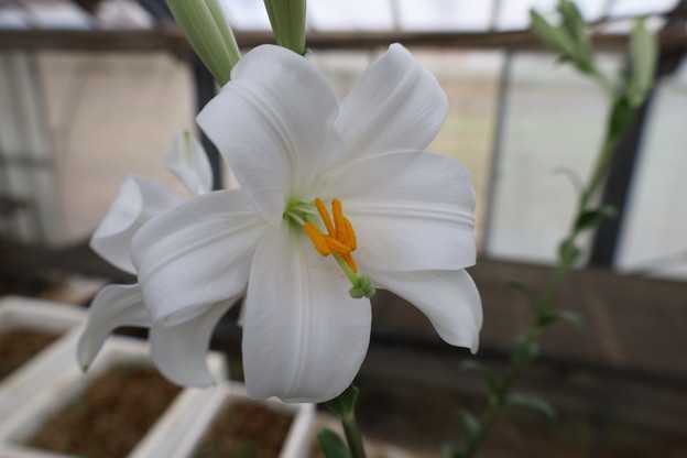 マドンナリリー　新芽に本葉が出てきました。