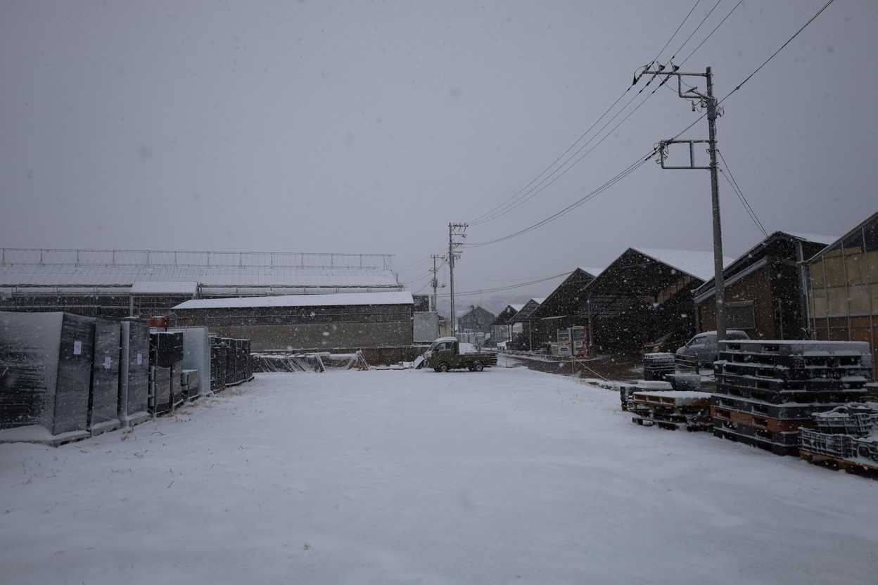 雪が降りました。