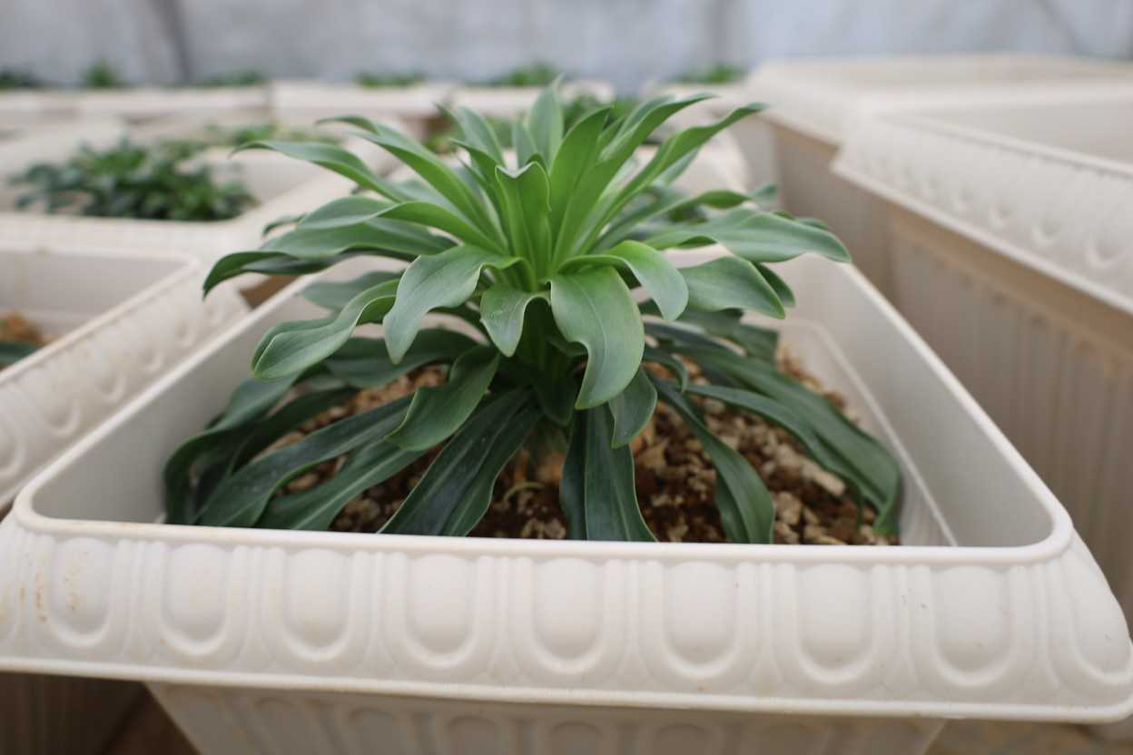 マドンナリリー　パイナップルだ！