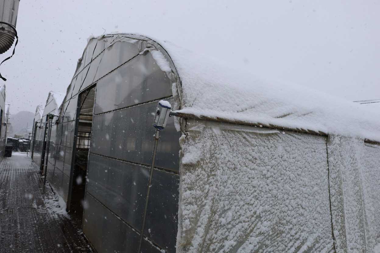 雪が積もりました
