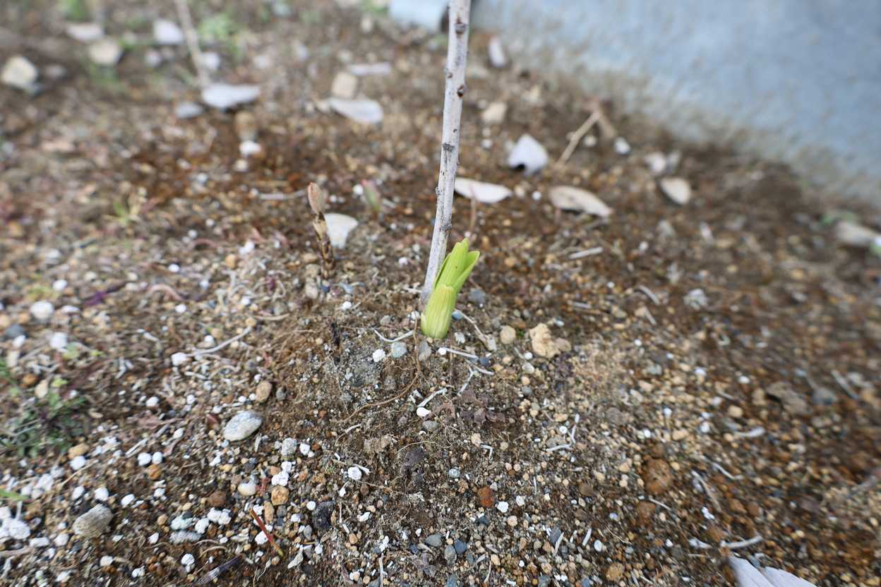 萌芽の春が来た！　2