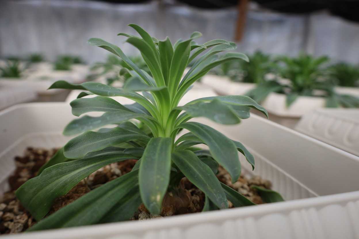 マドンナリリー　パイナップルがなくなった！