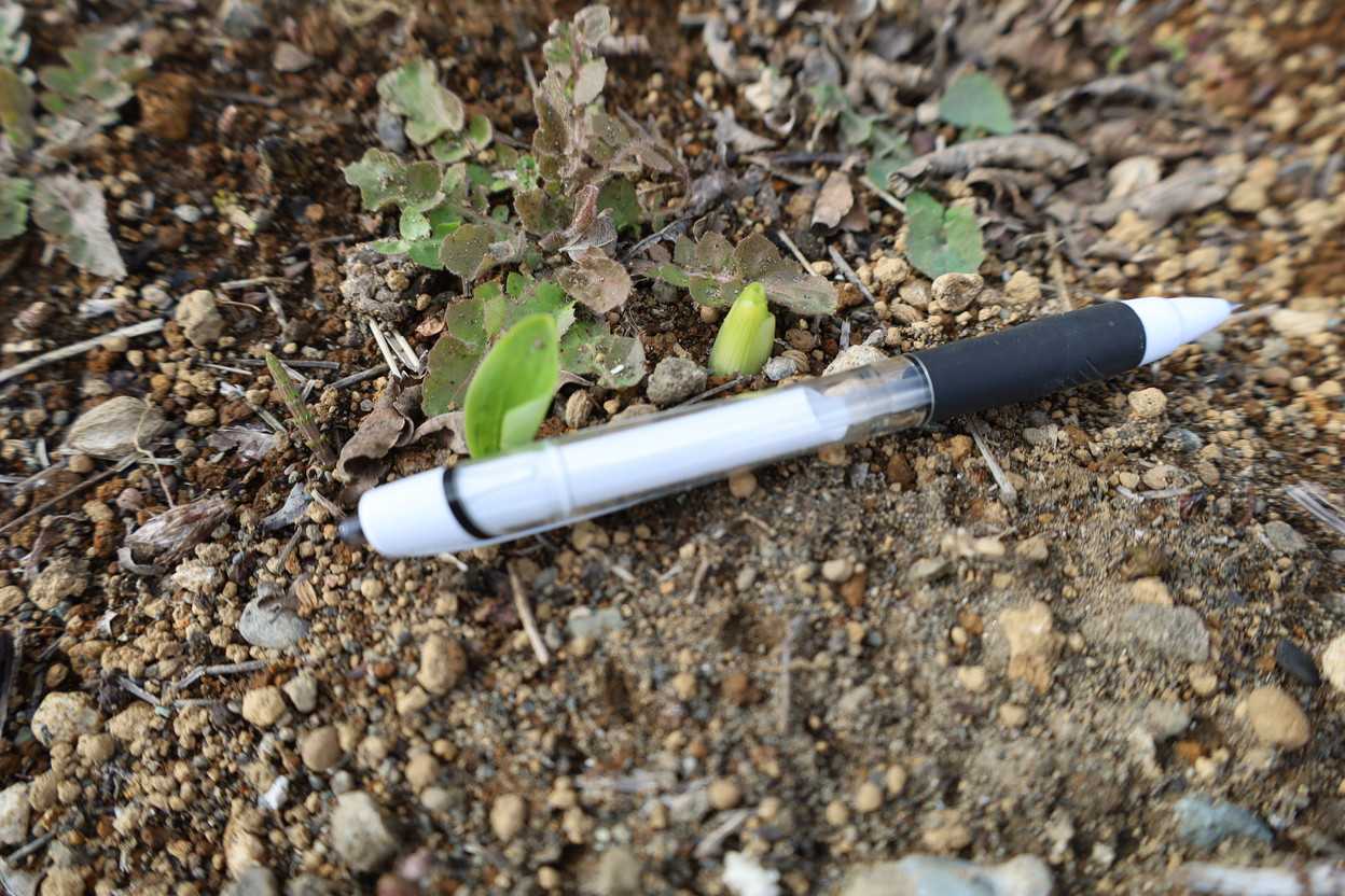 萌芽の春が来た！