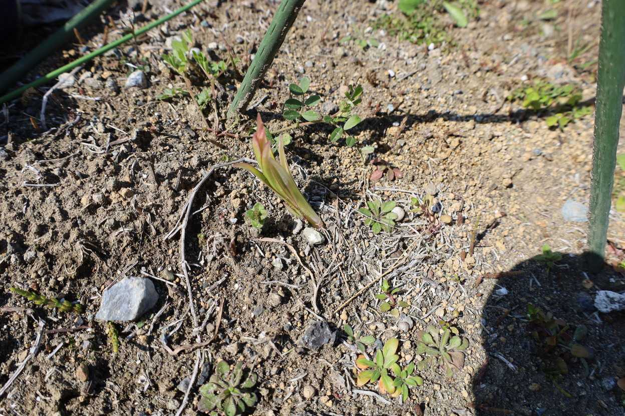 萌芽の春が来た！　今春一番うれしい萌芽