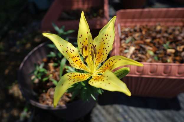 萌芽の春が来た！　キイワトユリ