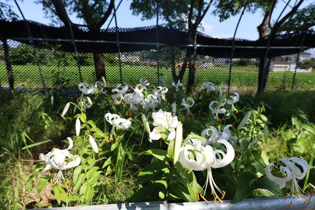 シロカノコユリ峰の雪　場所別の生育状況