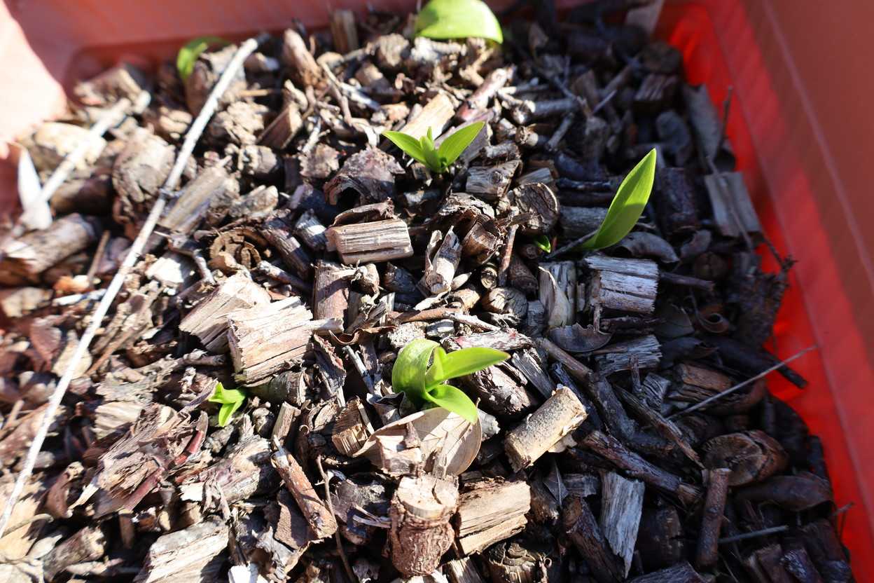 一枚葉から茎立ちしました。