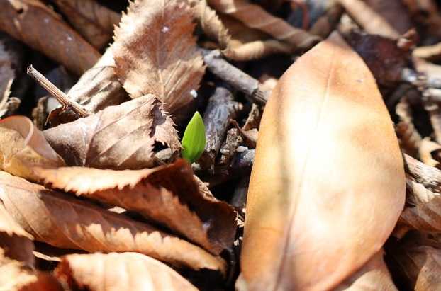 ダメかと思ったササユリが…