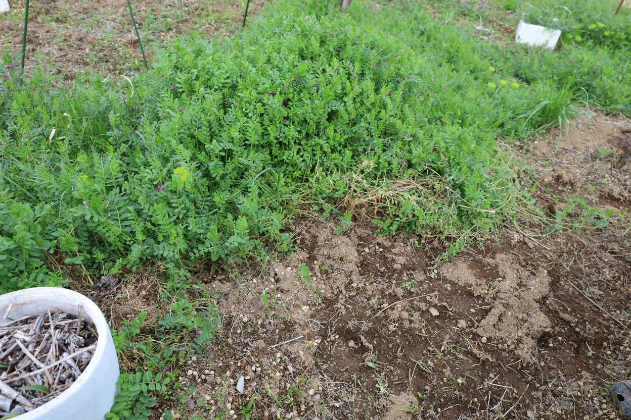 やっと、終わった草取り