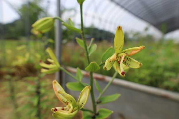 茎は大事です！