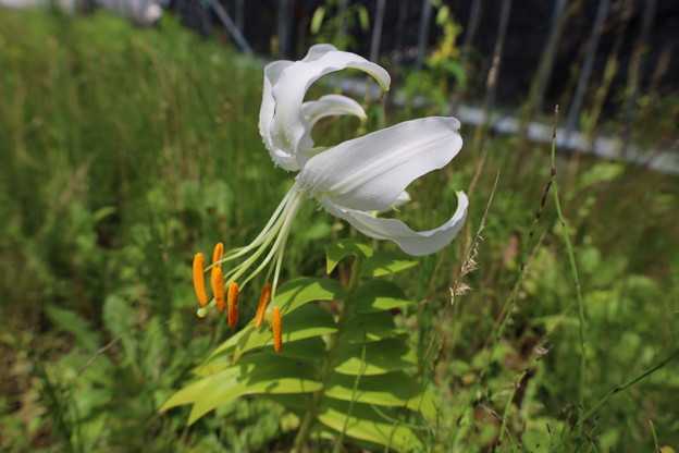 日陰と日向での成長差　峰の雪