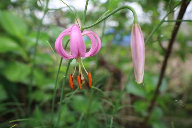 マツバユリの芽数