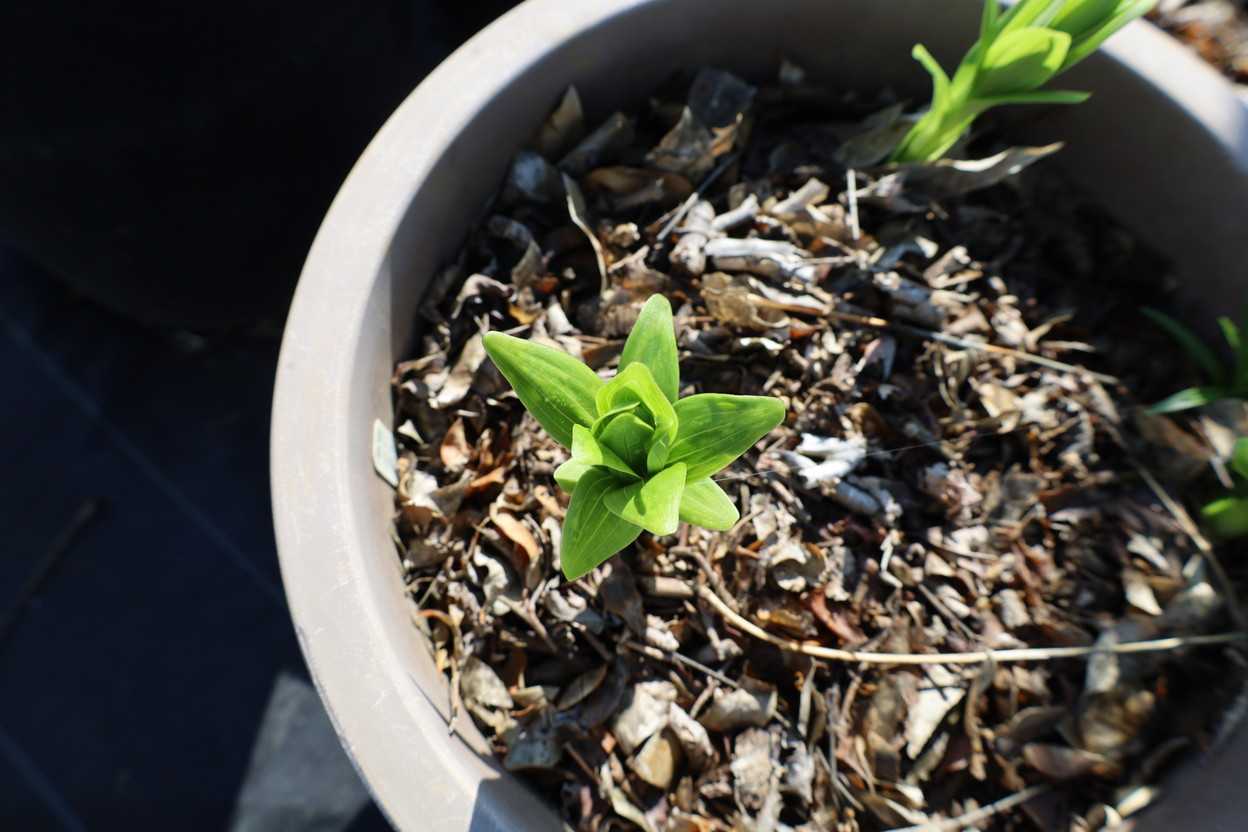 芽が出たら確認すること