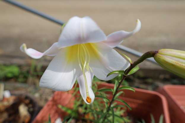 レウカンツムが萌芽しました。