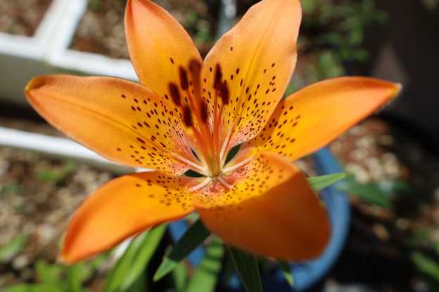 エゾスカシユリのつぼみ