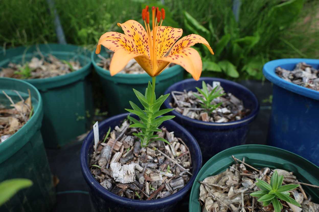イワユリの花が咲きました。