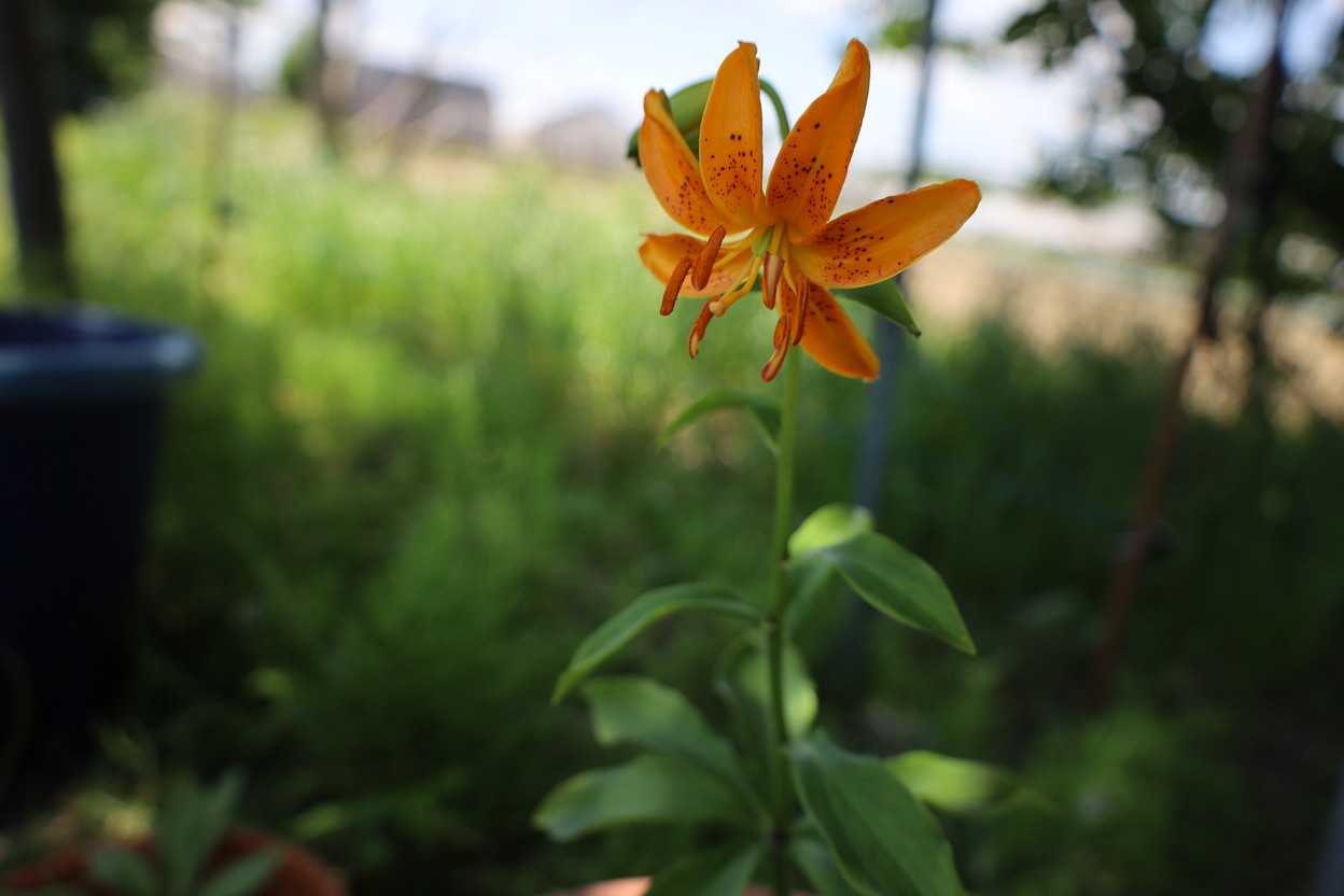 タケシマユリの花