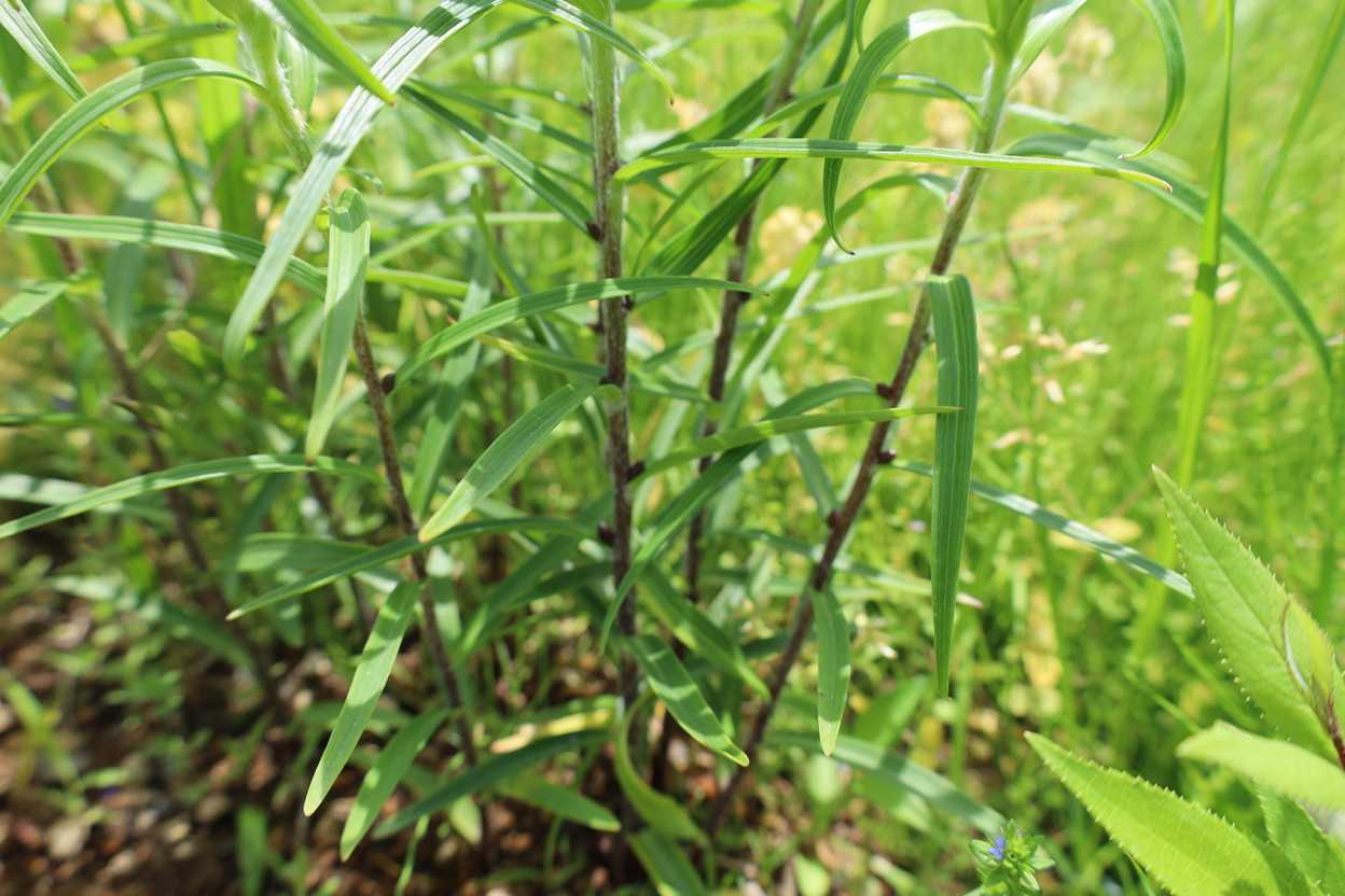 珠芽ができる頃
