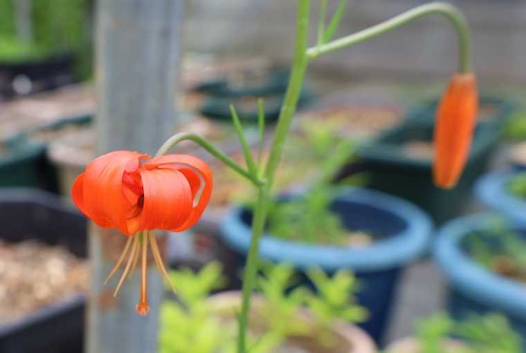 イトハユリの開花