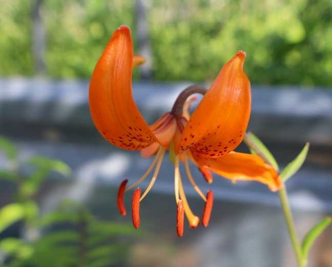 コマユリの花