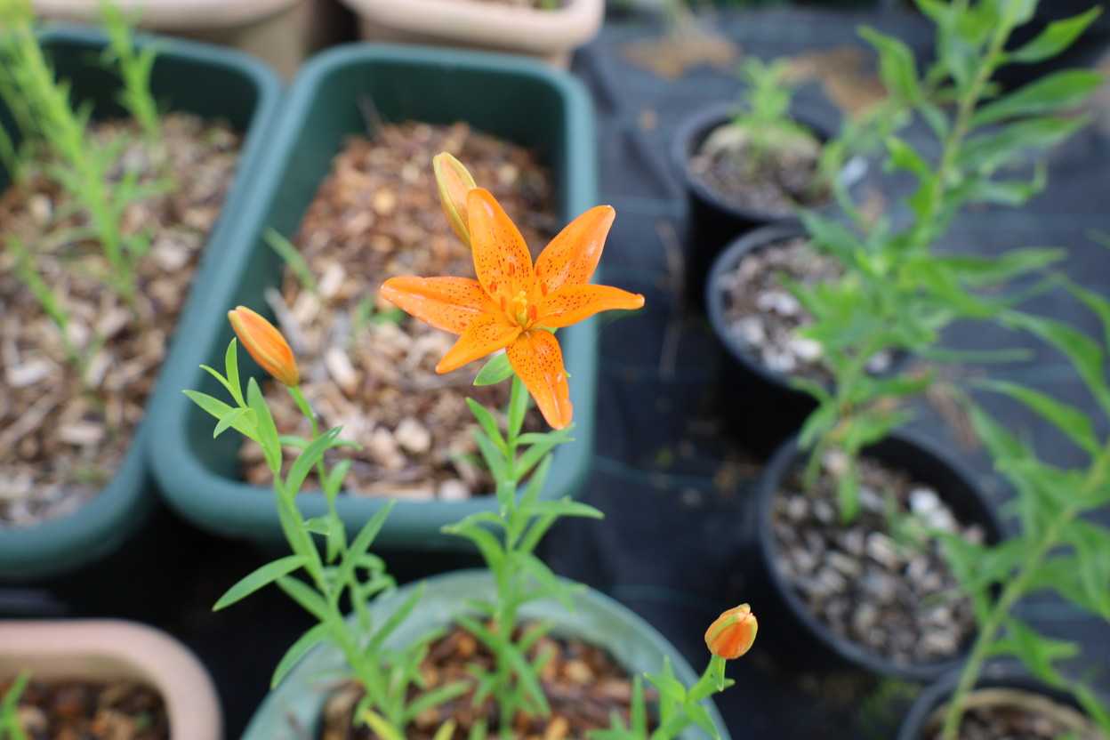 ヒメユリ朝鮮 開花