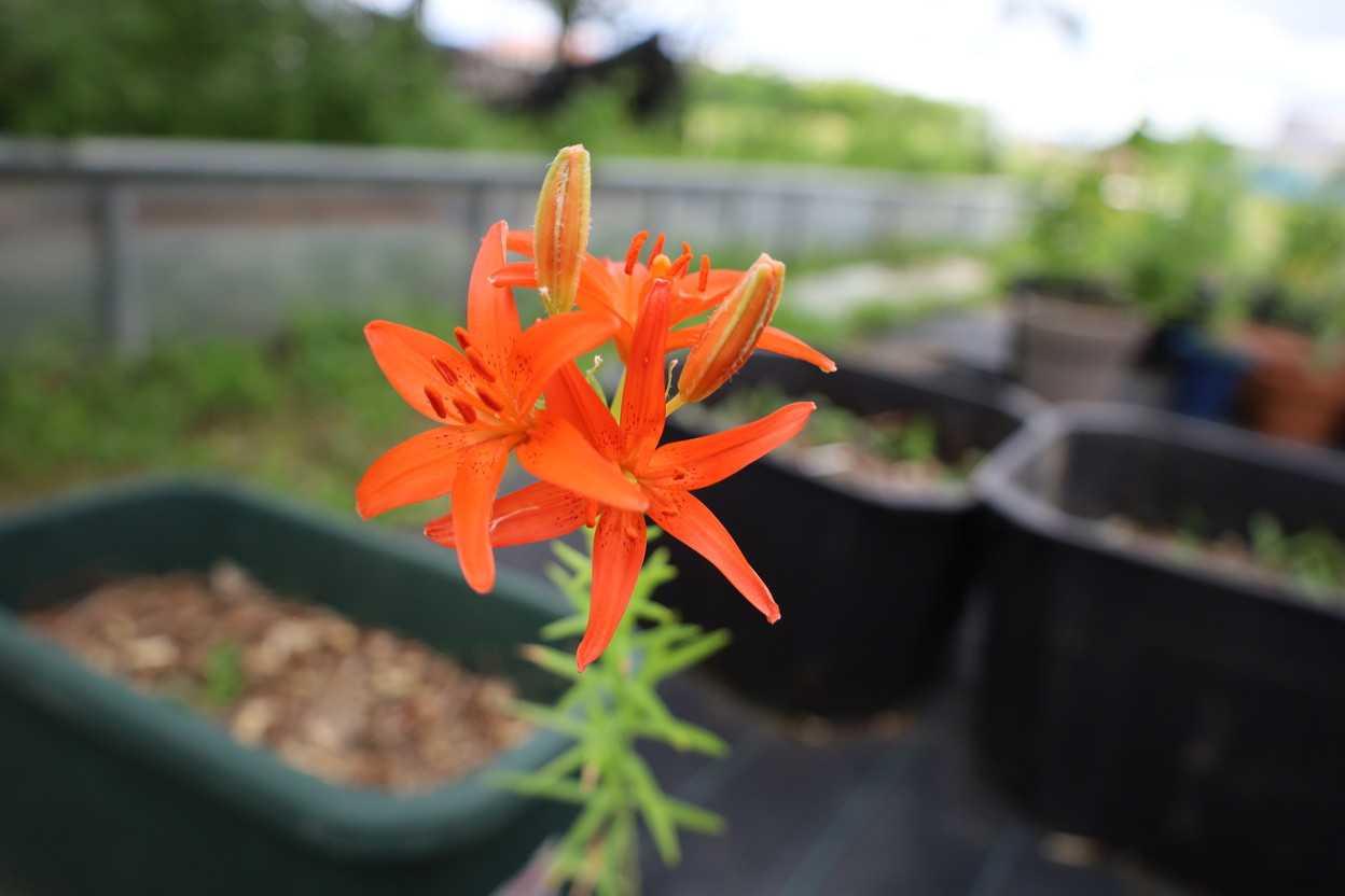 土佐ヒメユリが咲きました。