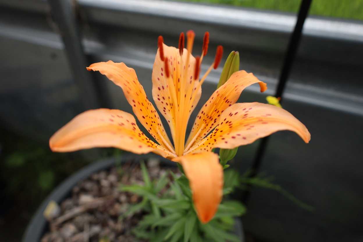 ヤマスカシユリの花