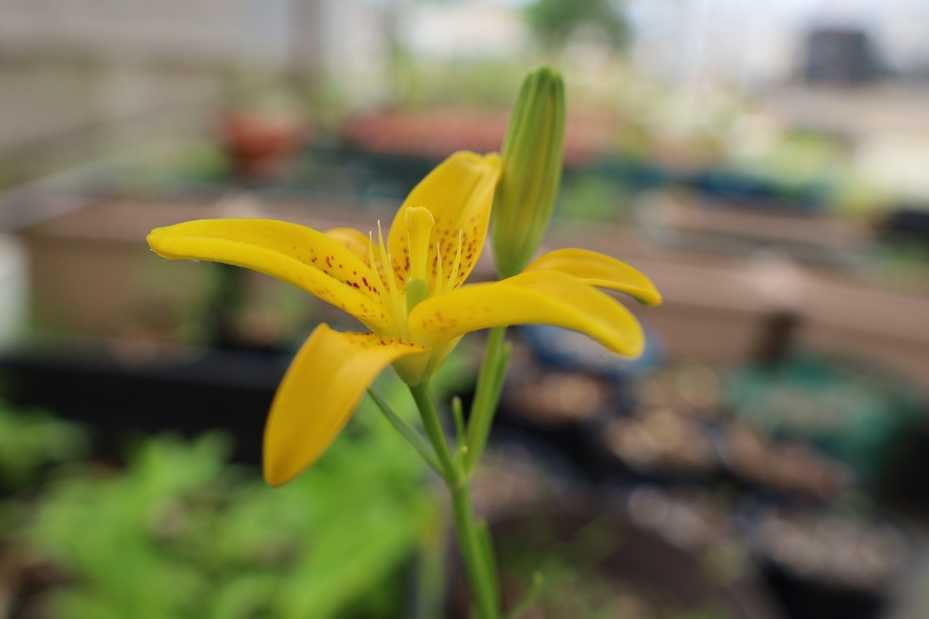 キヒメユリの花