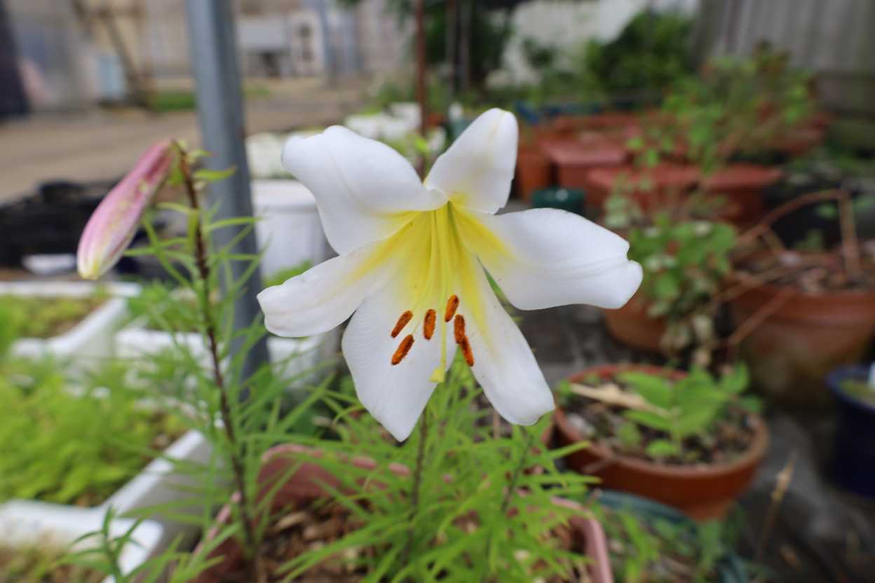 レウカンツムの花