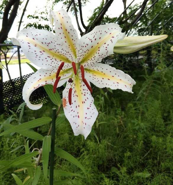 ユリの花その後