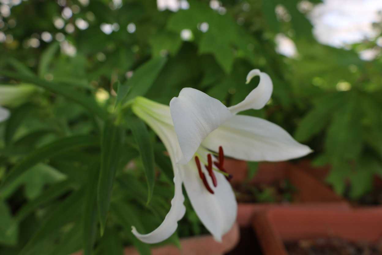 ウケユリの花