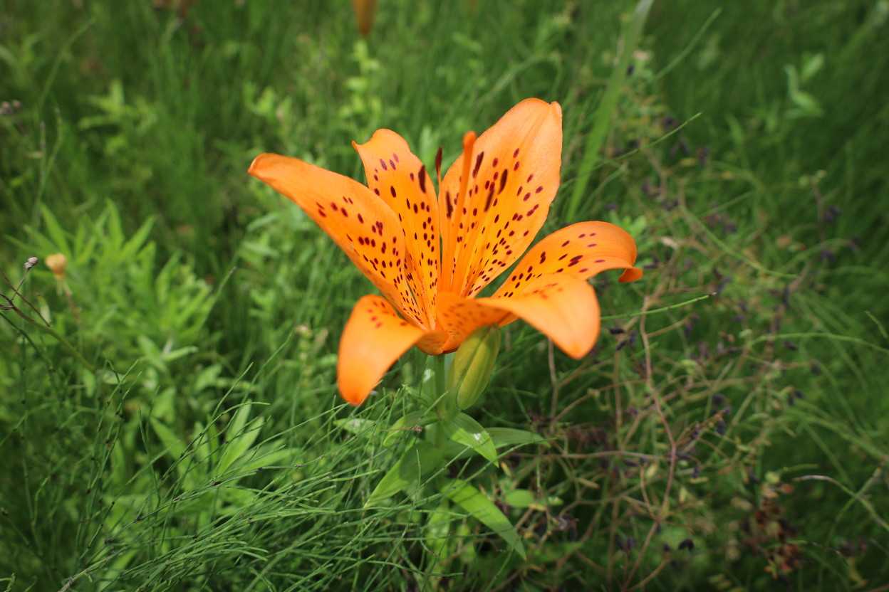 イワトユリ 花が咲き始める。