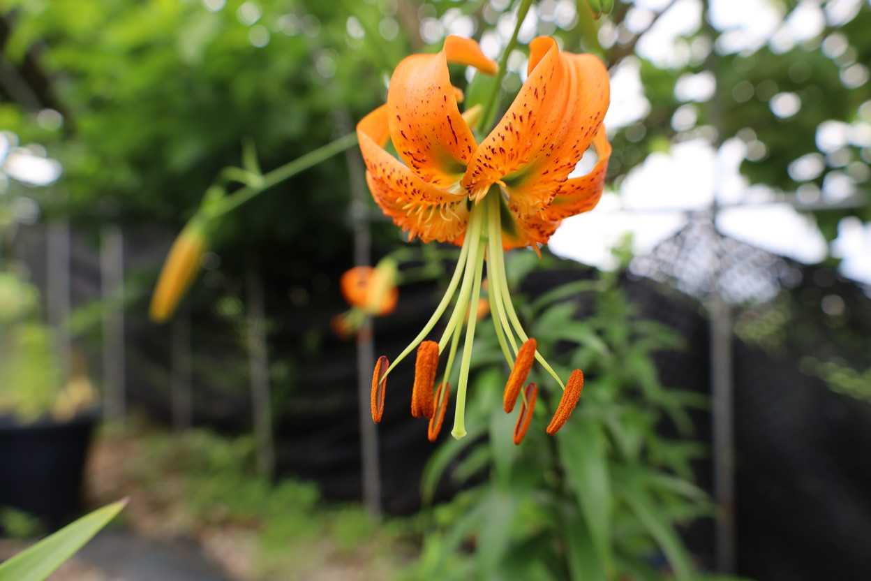 キカノコユリの花