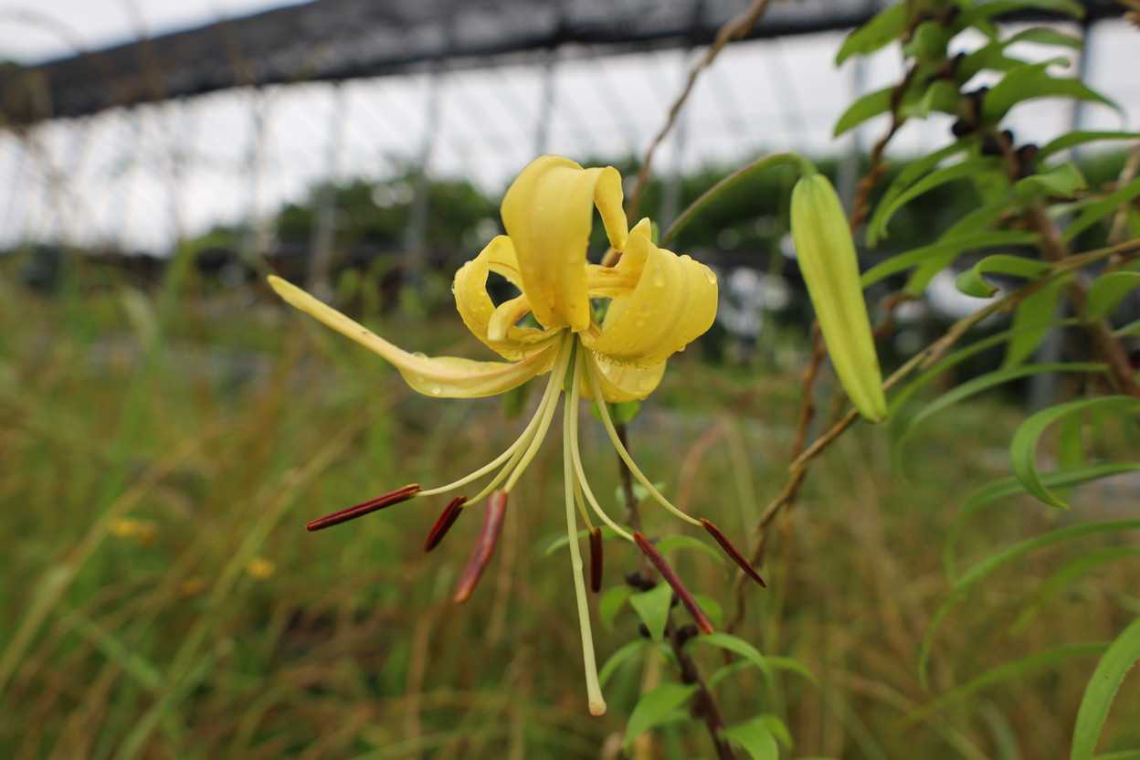 ピュアゴールド 花が咲いた。