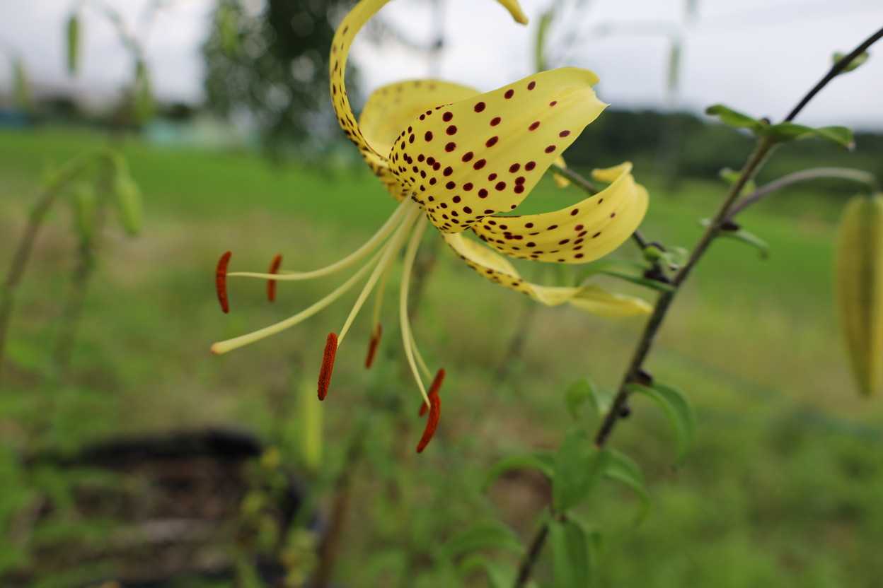 オウゴンオニユリの花が咲きました。