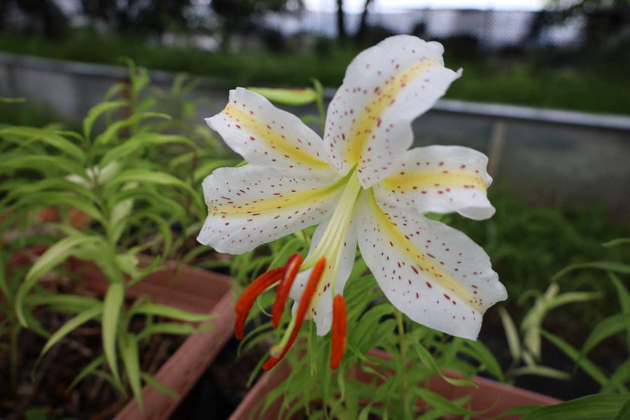 ヤマユリ斑入り 花が咲きました。