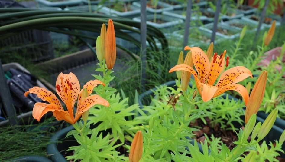 花・花・花 咲いたぁ♪