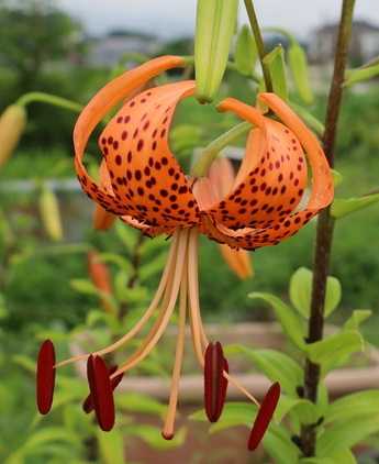 オニユリの花