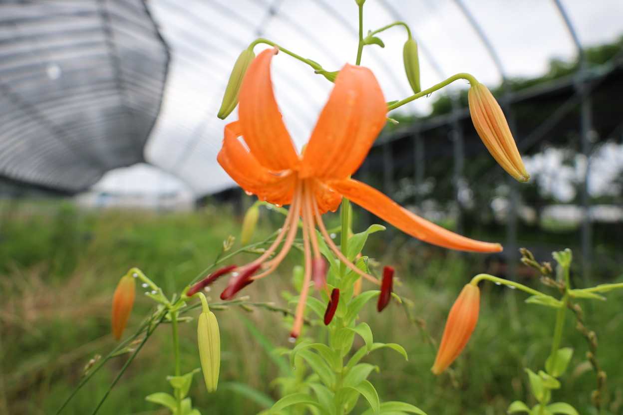 青軸無斑点オニユリの花