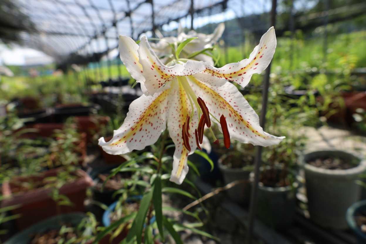 ヤマユリ　植木山産の花